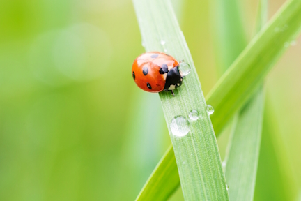 Organic lawn service